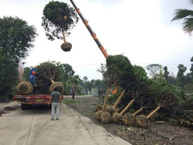 園林綠化工程樹木移植