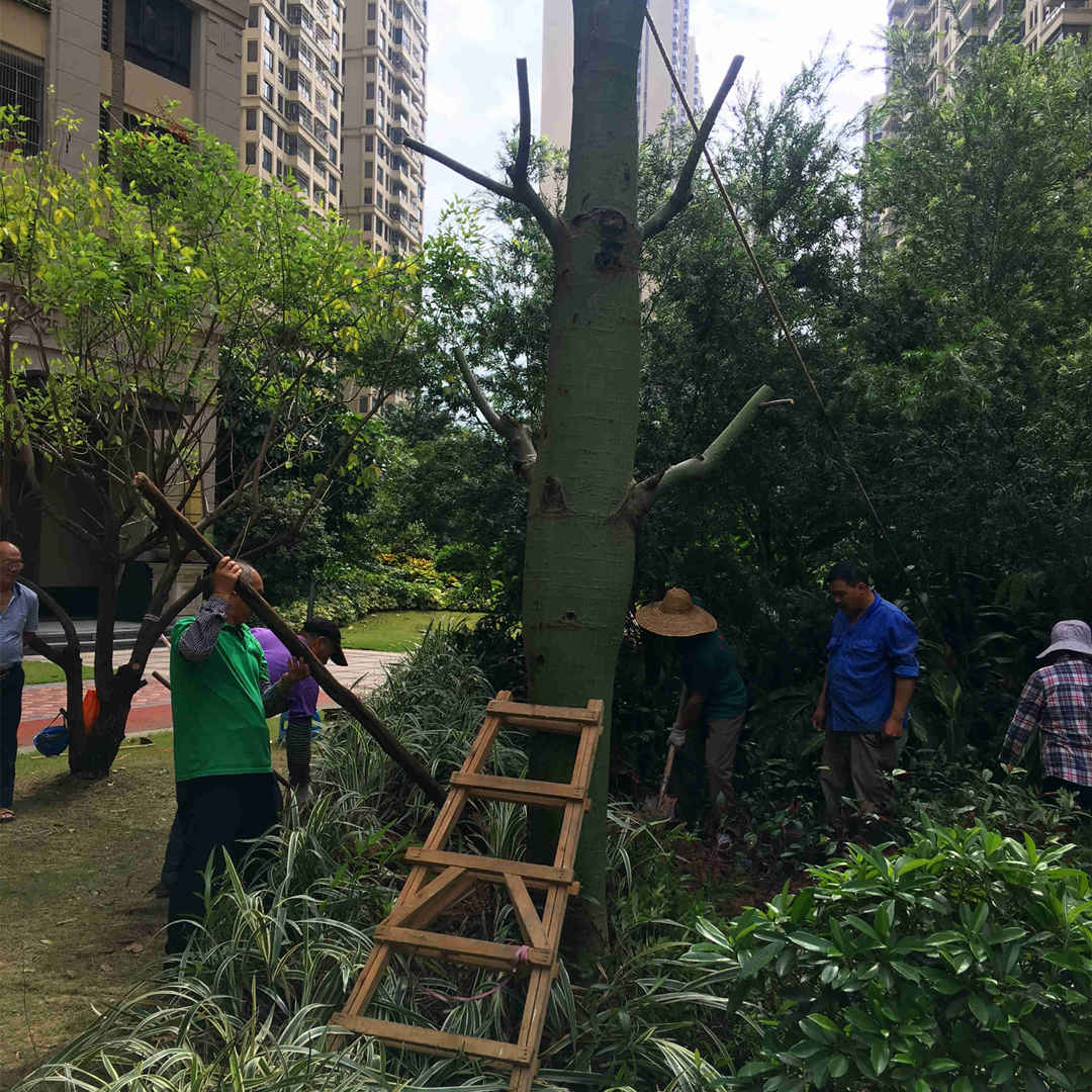 園林綠化工程大樹的養(yǎng)護工作