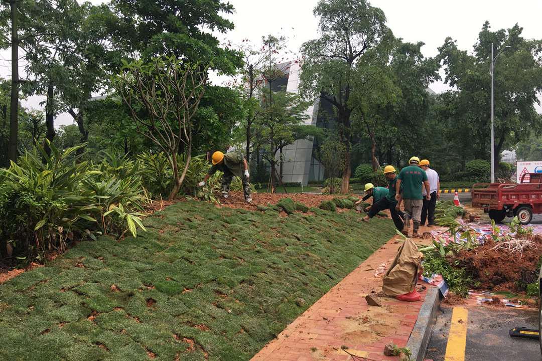 小區(qū)綠化養(yǎng)護補植草皮